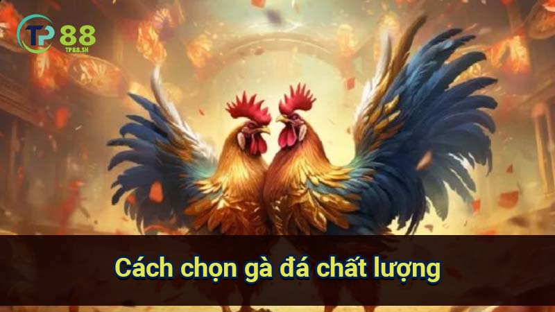 Cách Chọn Gà Đá Chuẩn: Tiêu Chí & Kỹ Thuật 2 cach-chon-ga-da-chat-luong