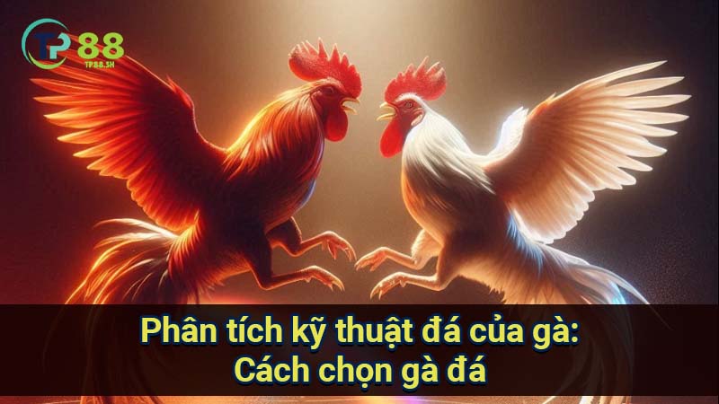 Cách Chọn Gà Đá Chuẩn: Tiêu Chí & Kỹ Thuật 3 phan-tich-ky-thuat-da-cua-ga:-cach-chon-ga-da