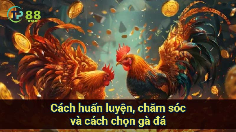 Cách Chọn Gà Đá Chuẩn: Tiêu Chí & Kỹ Thuật 4 cach-huan-luyen-cham-soc-va-cach-chon-ga-da
