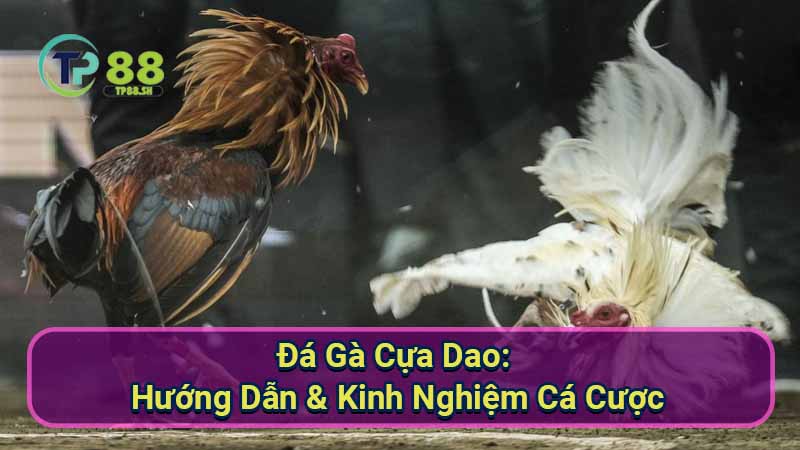 Đá Gà Cựa Dao: Hướng Dẫn & Kinh Nghiệm Cá Cược 10 da-ga-cua-dao