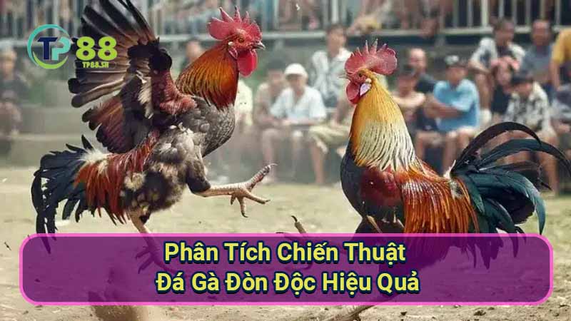 Đá Gà Đòn Độc: Bí Kíp Chiến Thắng Tuyệt Đối 2 phan-tich-chien-thuat-da-ga-don-doc-hieu-qua