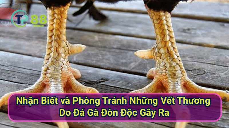 Đá Gà Đòn Độc: Bí Kíp Chiến Thắng Tuyệt Đối 3 nhan-biet-va-phong-tranh-nhung-vet-thuong-do-da-ga-don-doc-gay-ra