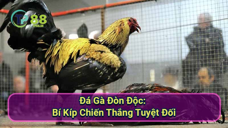 Đá Gà Đòn Độc: Bí Kíp Chiến Thắng Tuyệt Đối 9 da-ga-don-doc