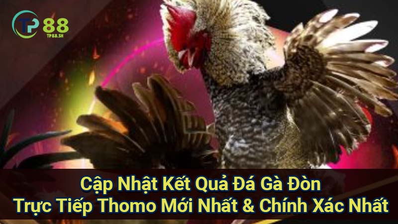 Đá Gà Đòn Trực Tiếp Thomo: Xem Đòn & Kết Quả Mới Nhất 4 cap-nhat-ket-qua-da-ga-don-truc-tiep-thomo-moi-nhat-&-chinh-xac-nhat