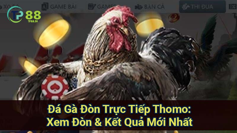 Đá Gà Đòn Trực Tiếp Thomo: Xem Đòn & Kết Quả Mới Nhất 1 da ga don truc tiep thomo tp88