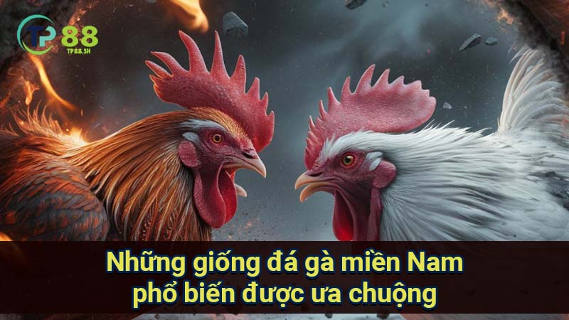 Đá Gà Miền Nam: Luật Pháp, Trường Gà & Gà Đá Phổ Biến 4 nhung-giong-da-ga-mien-nam-pho-bien-duoc-ua-chuong