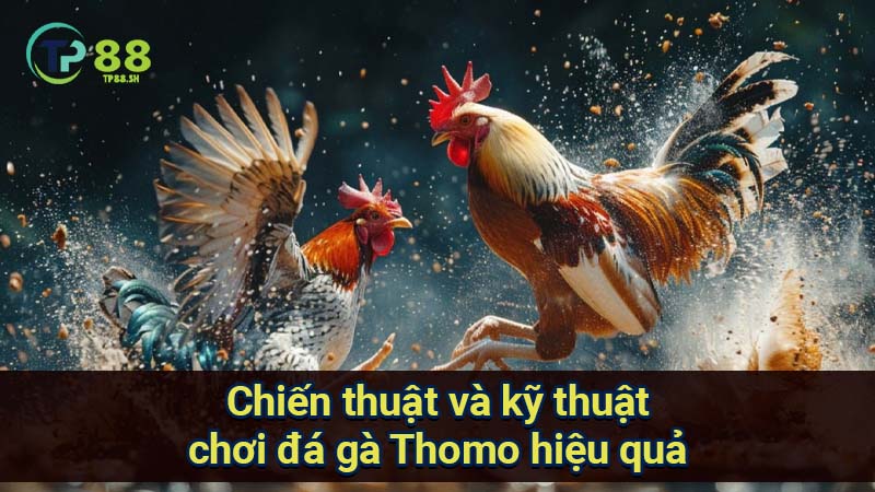 Giải Mã Bí Quyết Đá Gà Thomo: Chiến Thắng Với Những Gà Tiềm Năng 3 chien-thuat-va-ky-thuat-choi-da-ga-thomo-hieu-qua