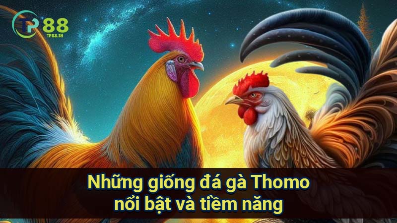 Giải Mã Bí Quyết Đá Gà Thomo: Chiến Thắng Với Những Gà Tiềm Năng 4 nhung-giong-da-ga-thomo-noi-bat-va-tiem-nang