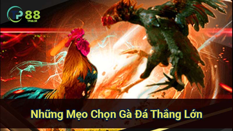 Mẹo Đá Gà Thắng Lớn: Bí Quyết Từ Chọn Gà Đến Chiến Thuật 2 nhung-meo-chon-ga-da-thang-lon