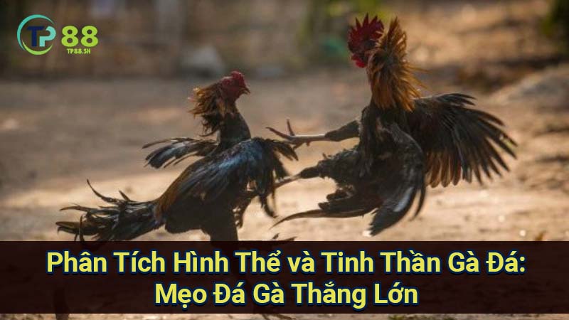 Mẹo Đá Gà Thắng Lớn: Bí Quyết Từ Chọn Gà Đến Chiến Thuật 3 phan-tich-hinh-the-va-tinh-than-ga-da:-meo-da-ga-thang-lon