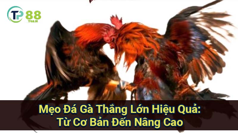 Mẹo Đá Gà Thắng Lớn: Bí Quyết Từ Chọn Gà Đến Chiến Thuật 4 meo-da-ga-thang-lon-hieu-qua:-tu-co-ban-den-nang-cao