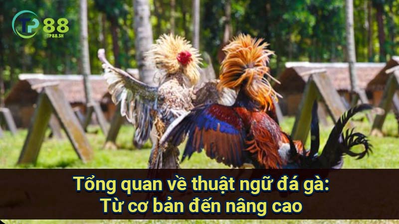 Thuật Ngữ Đá Gà Theo Giống Gà: Đặc Điểm & Phân Loại 2 tong-quan-ve-thuat-ngu-da-ga:-tu-co-ban-den-nang-cao