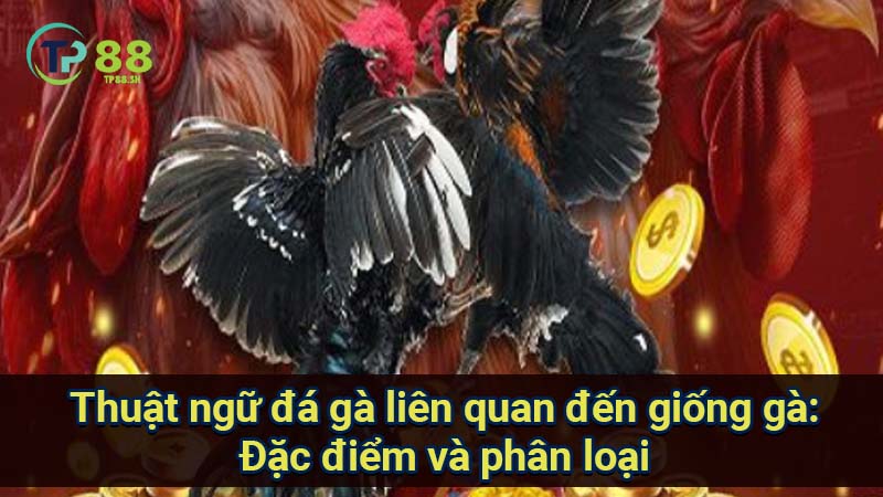 Thuật Ngữ Đá Gà Theo Giống Gà: Đặc Điểm & Phân Loại 4 thuat-ngu-da-ga-lien-quan-den-giong-ga:-dac-diem-va-phan-loai