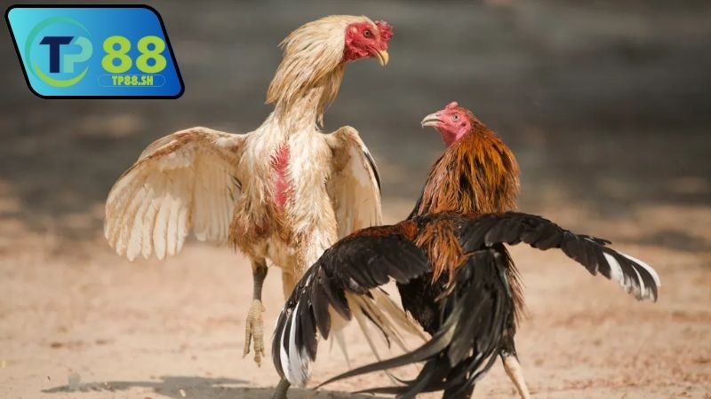 Nhà cái chính thức uy tín đá gà Thomo VN999 đáng tin cậy 2 Nhà cái chính thức uy tín đá gà Thomo VN999 có hợp pháp không?