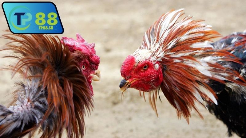 Nhà cái chính thức uy tín đá gà Thomo VN999 đáng tin cậy 3 Nhà cái chính thức uy tín đá gà Thomo VN999 có dịch vụ tốt không?