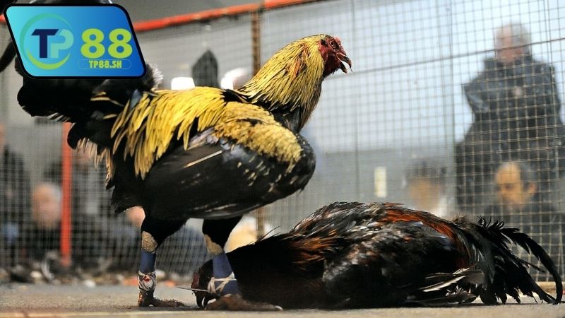 Nhà cái chính thức uy tín đá gà Thomo VN999 đáng tin cậy 4 Nhà cái chính thức uy tín đá gà Thomo VN999 có ổn định không?